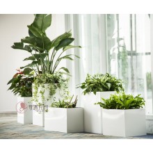 專注室內綠植服務8年，綠植租賃，免費養護，一站式商務空間